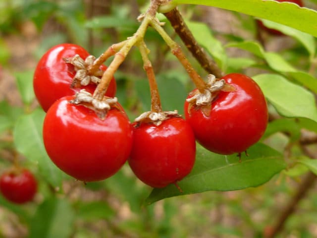 Dwarf Barbados Cherry Malpighia Emarginata