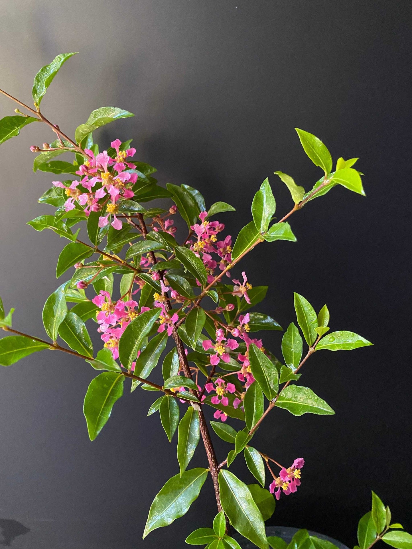 Dwarf Barbados Cherry