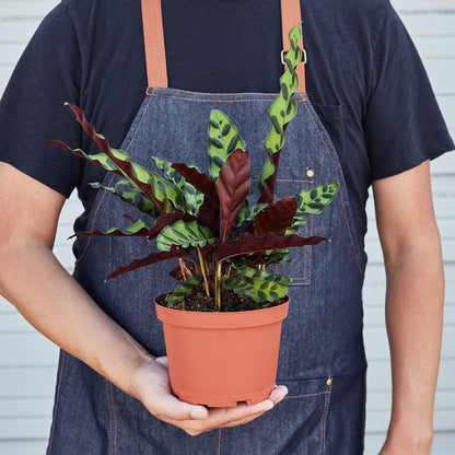 Calathea Lancifolia 'Rattlesnake' - House Plant Shop