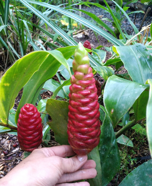 Shampoo Ginger (Zingiber zerumbet) Plant