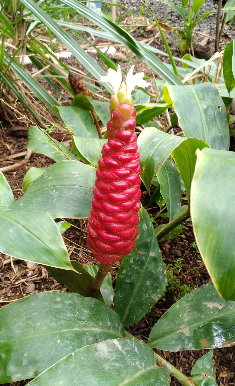 Shampoo Ginger (Zingiber zerumbet) Plant