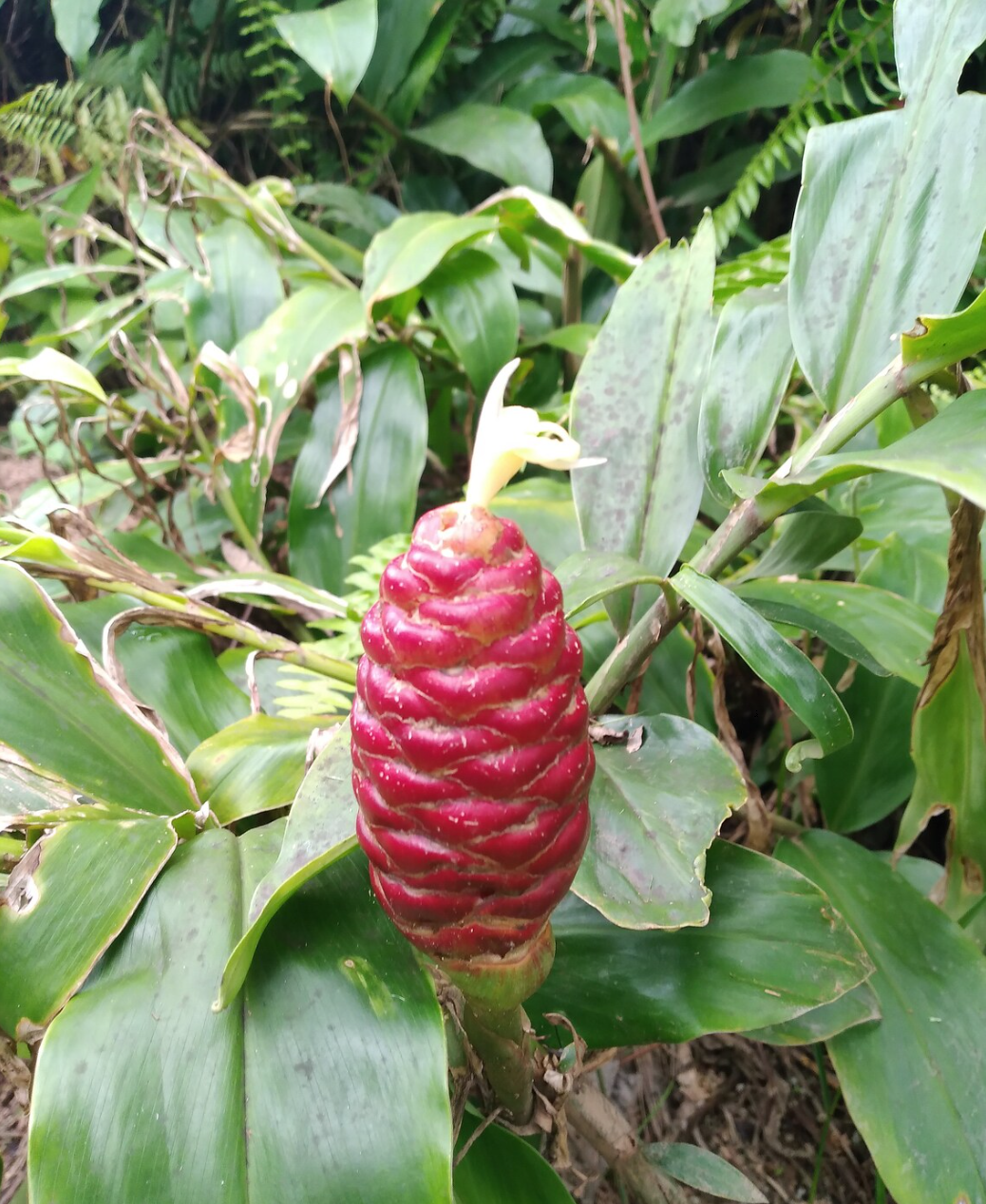 Shampoo Ginger (Zingiber zerumbet) Plant