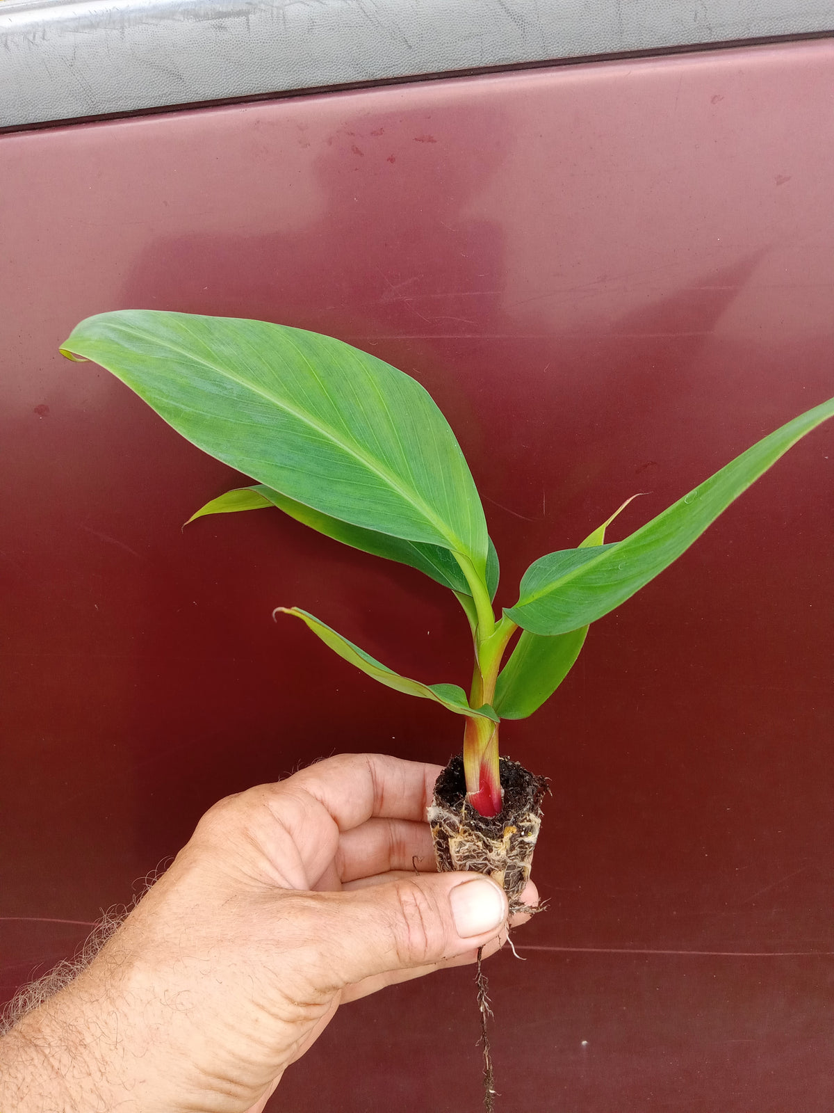 Red Cuban Banana Tree – photo 2