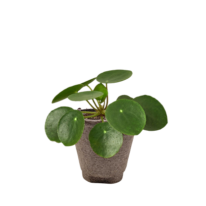 Pilea Peperomioides 'Chinese Money'