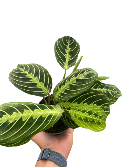 Maranta 'Lemon Lime'