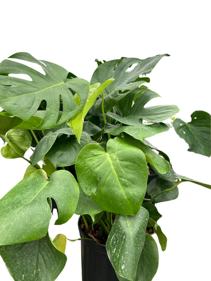 Monstera 'Split-Leaf'