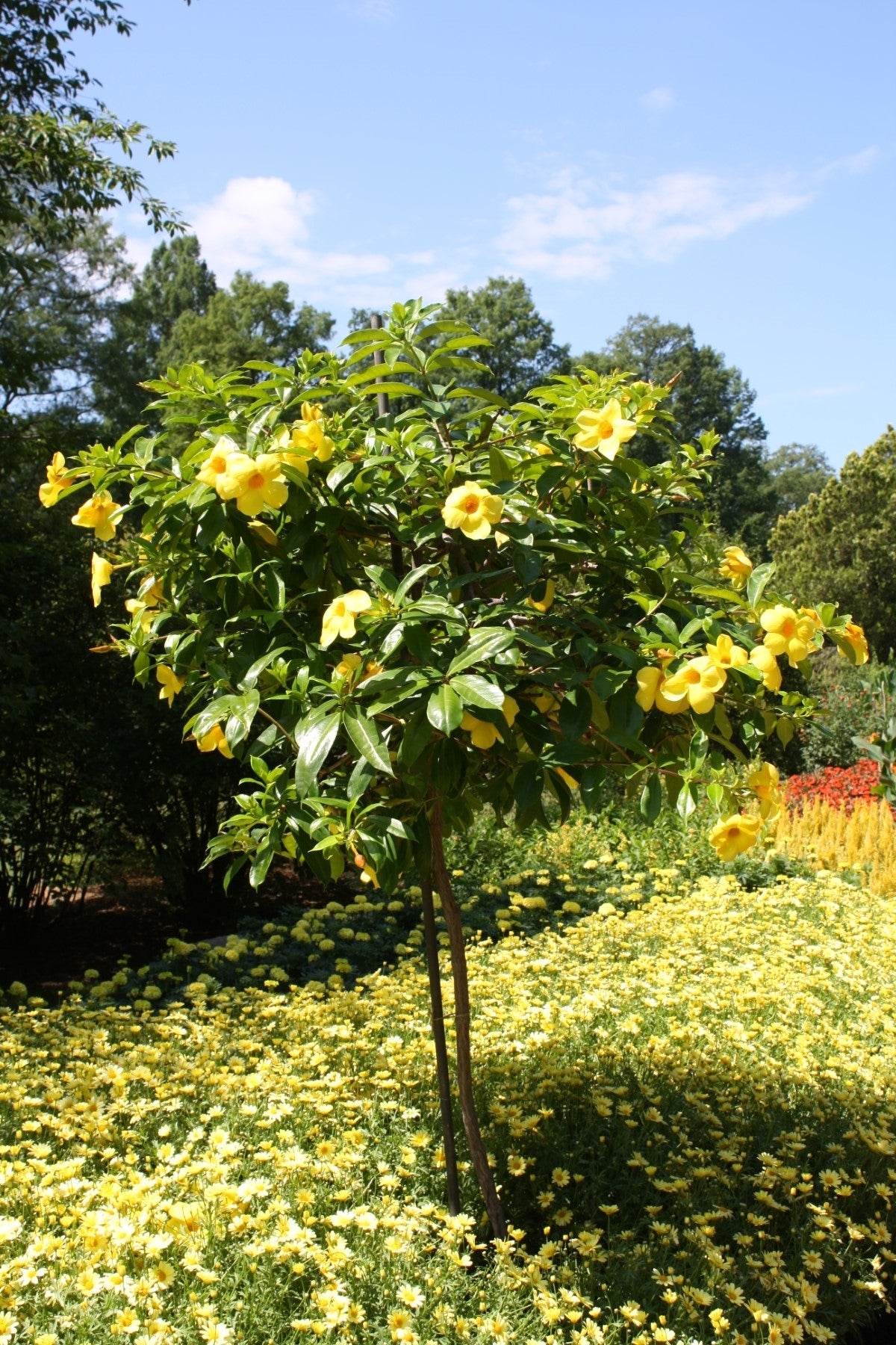 Allamanda ‘Golden Butterfly’ (Yellow Trumpet) Pack of 2