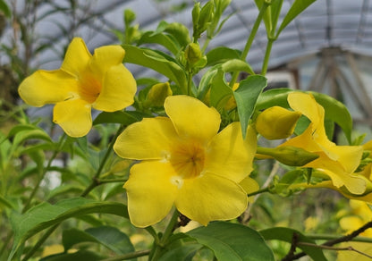 Allamanda ‘Golden Butterfly’ (Yellow Trumpet) Pack of 2