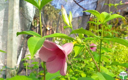 Allamanda ‘Cherries Jubilee’ (Purple Trumpet) (Pack of 2)