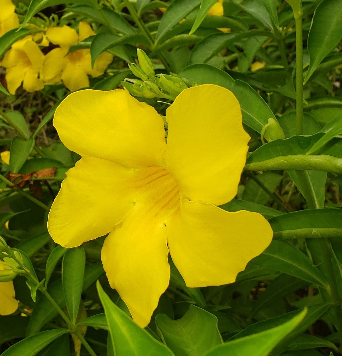 Allamanda ‘Golden Butterfly’ (Yellow Trumpet) Pack of 2