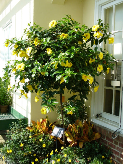 Allamanda ‘Golden Butterfly’ (Yellow Trumpet) Pack of 2