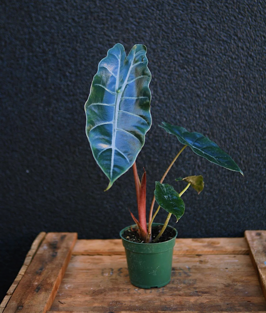 Alocasia Chantrieri