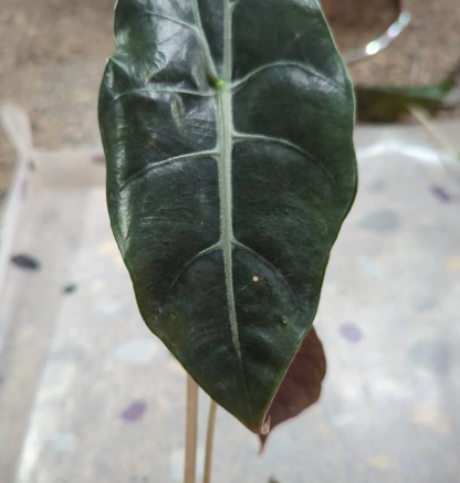 Alocasia Chantrieri