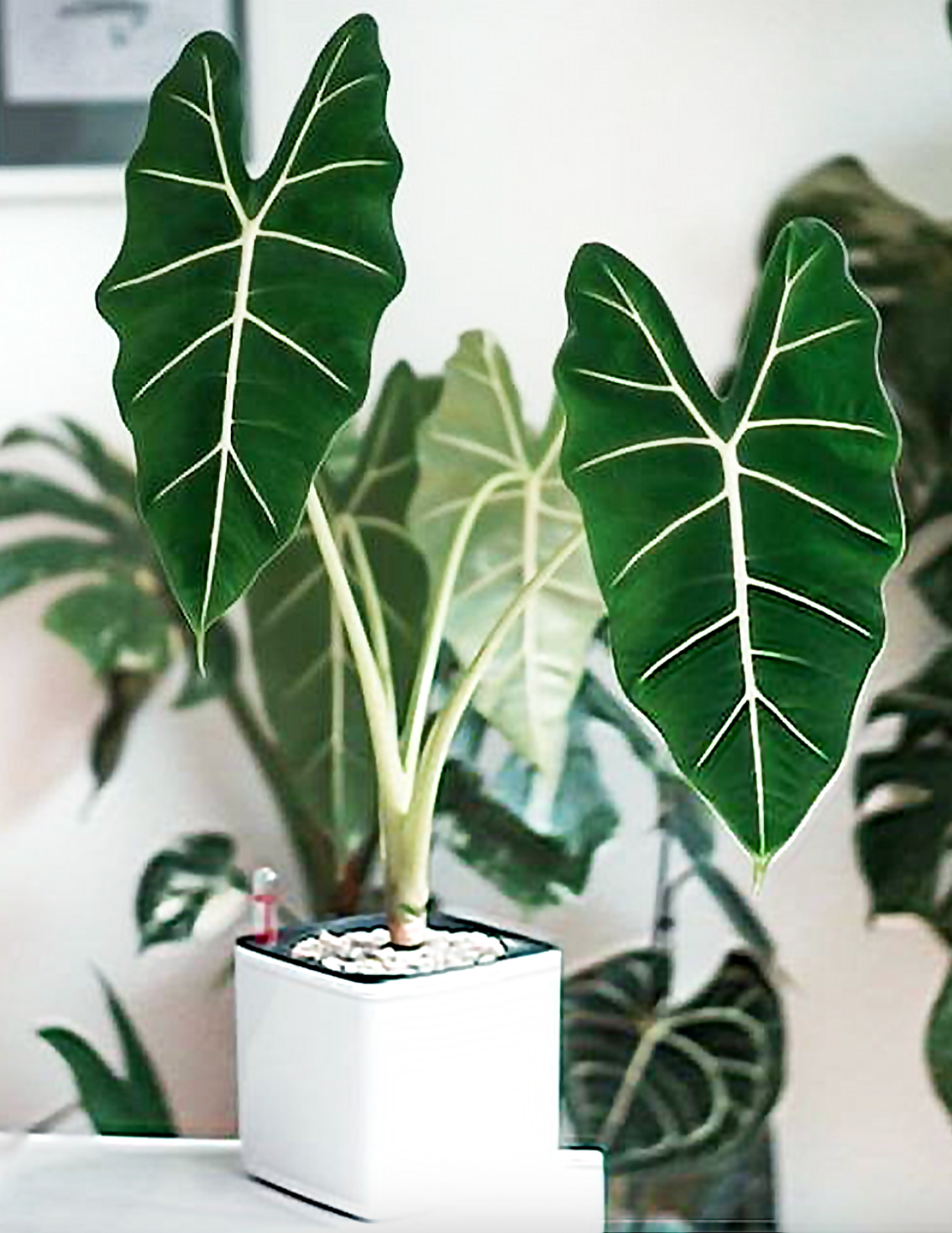 Alocasia Frydek (Green Velvet Alocasia) – Frydek Elephant Ear