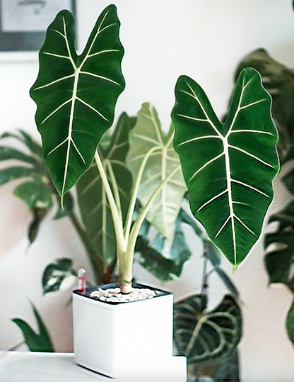 Alocasia Frydek (Green Velvet Alocasia) – Frydek Elephant Ear