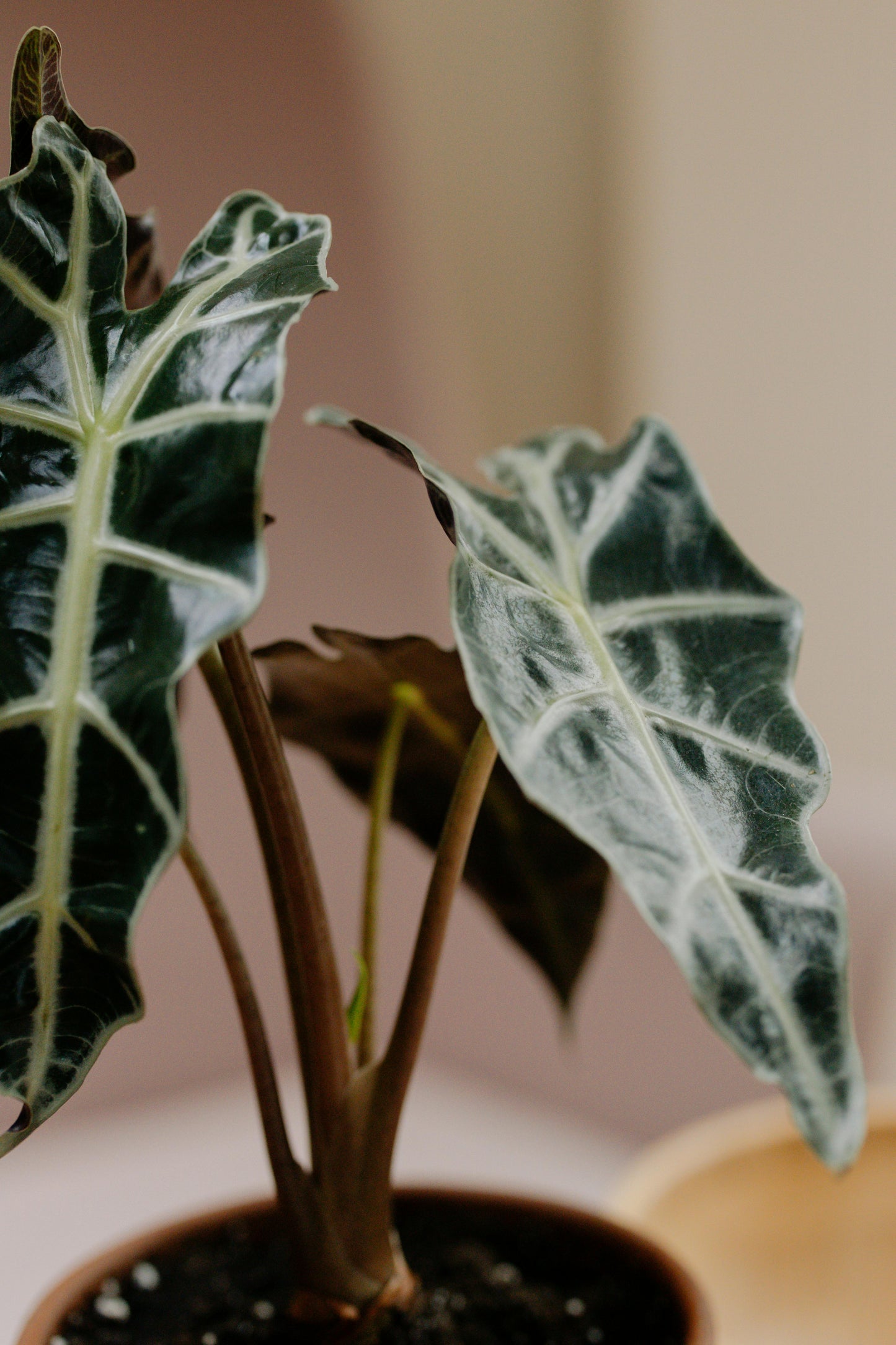 Alocasia Frydek (Green Velvet Alocasia) – Frydek Elephant Ear