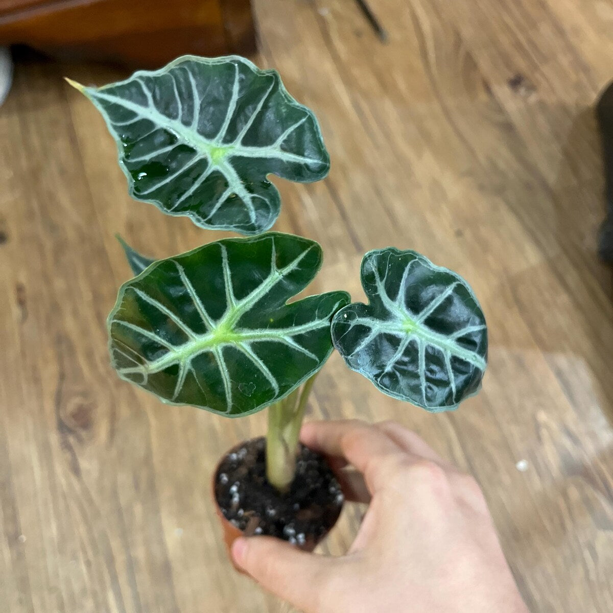 Alocasia Mandalay