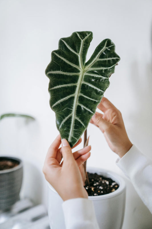 Alocasia Mandalay