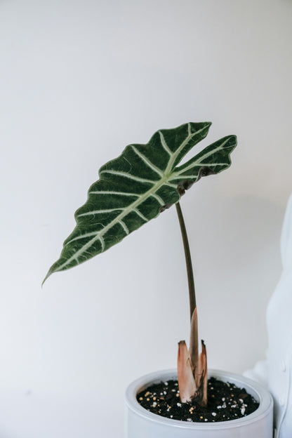 Alocasia Mandalay