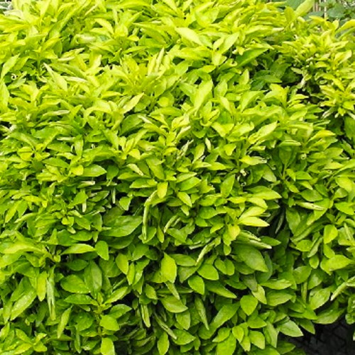 Alternanthera Chartreuse Pack of 2
