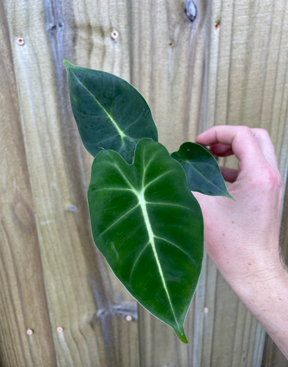 Alocasia Frydek (Green Velvet Alocasia) – Frydek Elephant Ear
