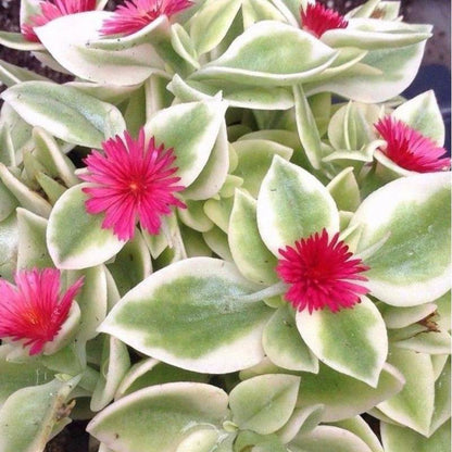 Variegated Aptenia (Variegated Baby Sun Rose) - Pack of 2