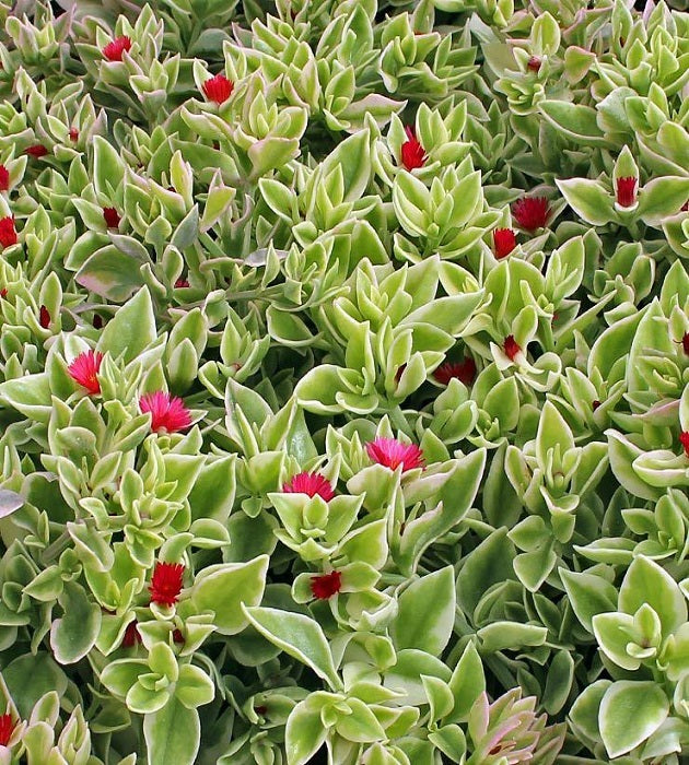 Variegated Aptenia (Variegated Baby Sun Rose) - Pack of 2