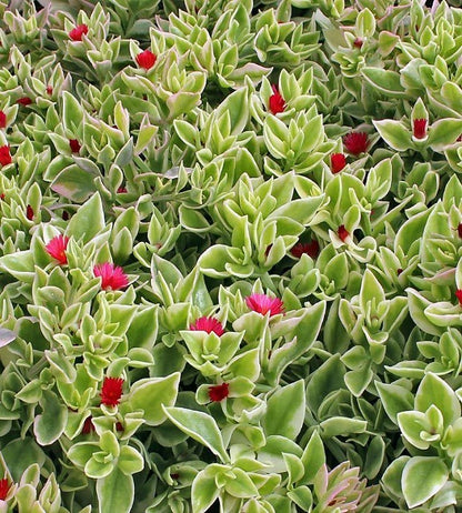 Variegated Aptenia (Variegated Baby Sun Rose) - Pack of 2