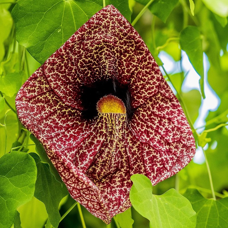 Giant Dutchman's Pipe Plant - Pack of 2