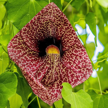 Giant Dutchman's Pipe Plant - Pack of 2