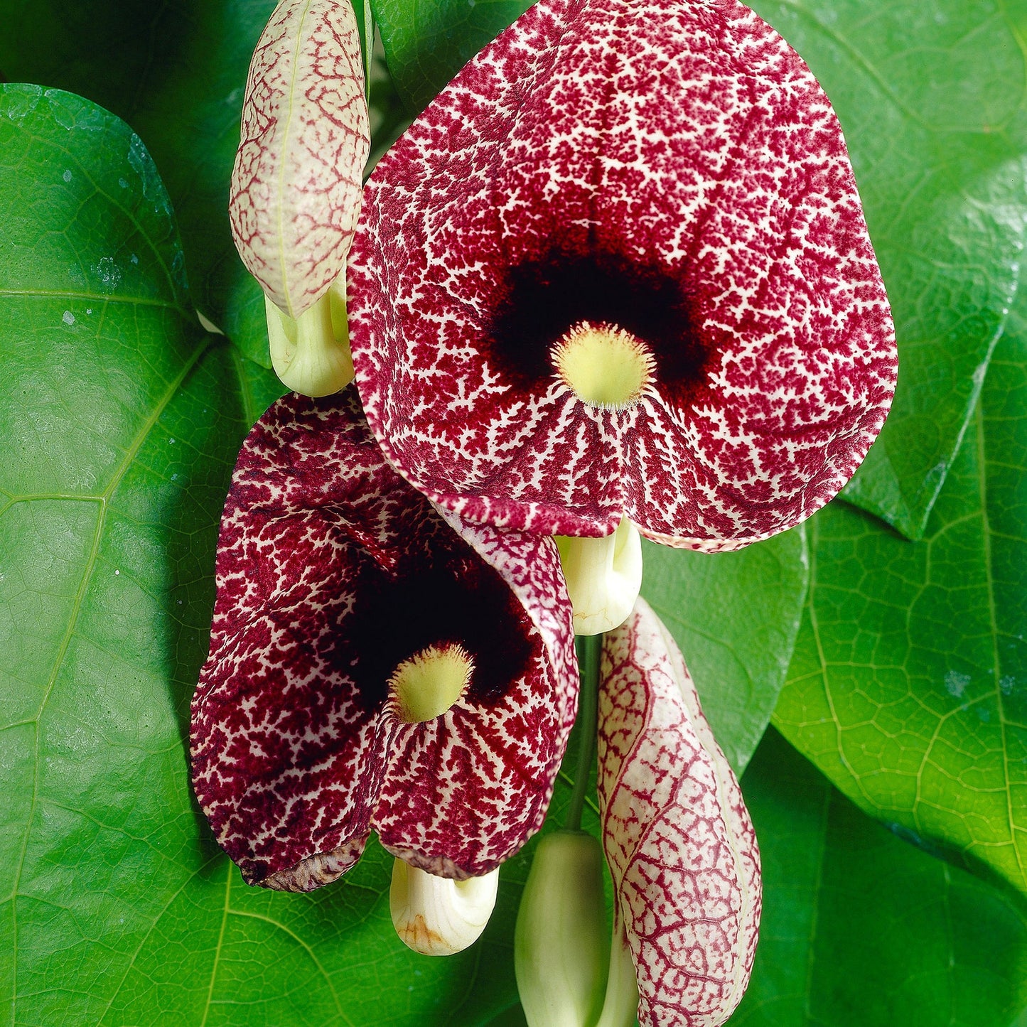 Giant Dutchman's Pipe Plant - Pack of 2
