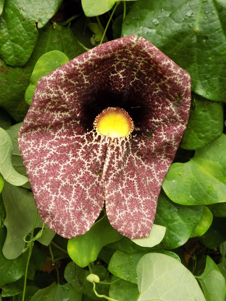 Giant Dutchman's Pipe Plant - Pack of 2
