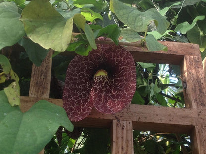 Giant Dutchman's Pipe Plant - Pack of 2