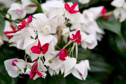 Bleeding Heart White Plants