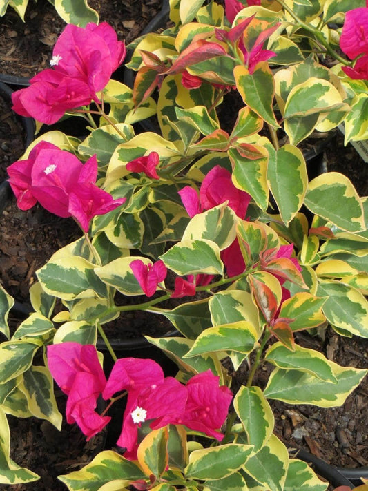 Raspberry Ice Bougainvillea - Pack of 2