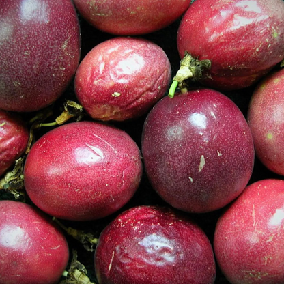 Purple Passion Fruit 'Bounty'