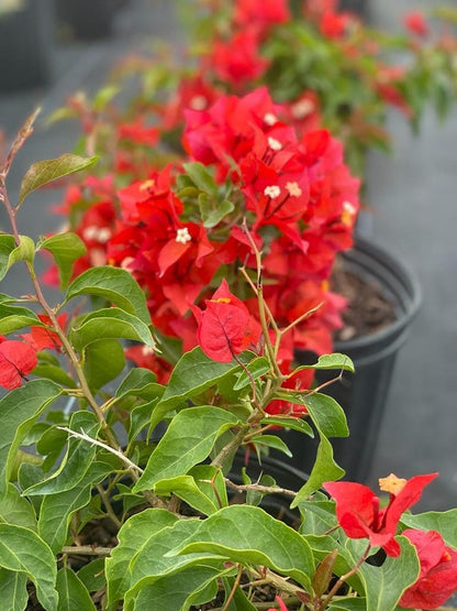 Orange-Red Bougainvillea 'Flame' Plants