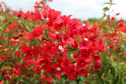 Orange-Red Bougainvillea 'Flame' Plants