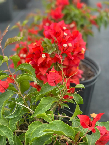 Orange-Red Bougainvillea 'Flame' Plants