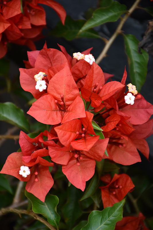 Orange-Red Bougainvillea 'Flame' Plants