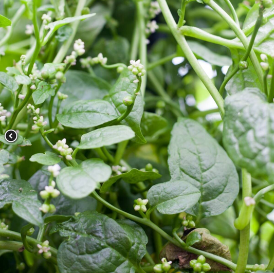 Green Malabar Spinach