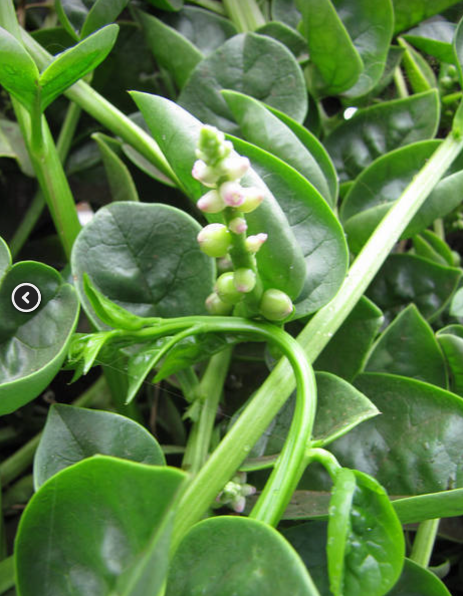 Green Malabar Spinach