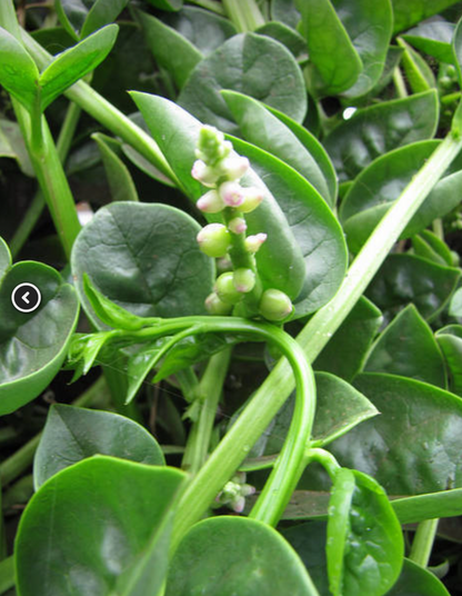 Green Malabar Spinach