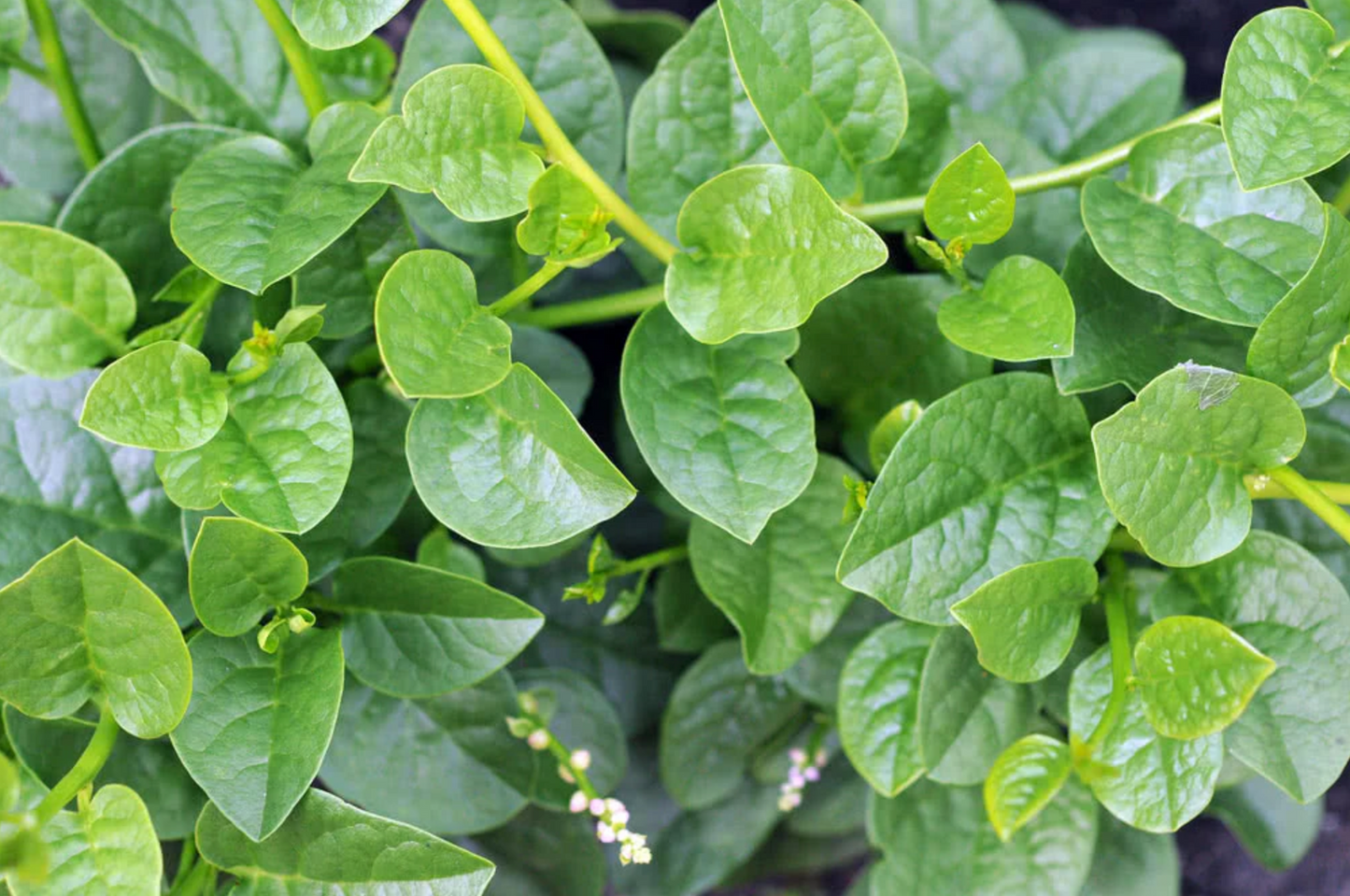 Green Malabar Spinach