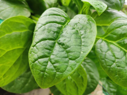 Green Malabar Spinach