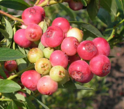 RARE Berry Plants Collection! Pink Lemonade and Top Hat Dwarf Blueberries, and Fall Gold Everbearing Raspberry