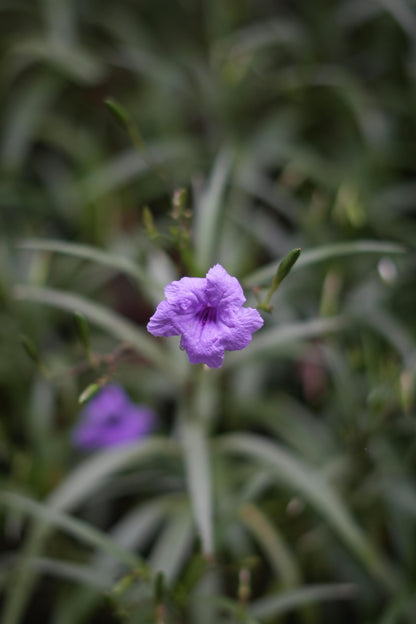 Purple Mexican Petunia