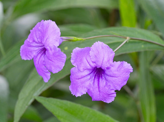 Purple Mexican Petunia