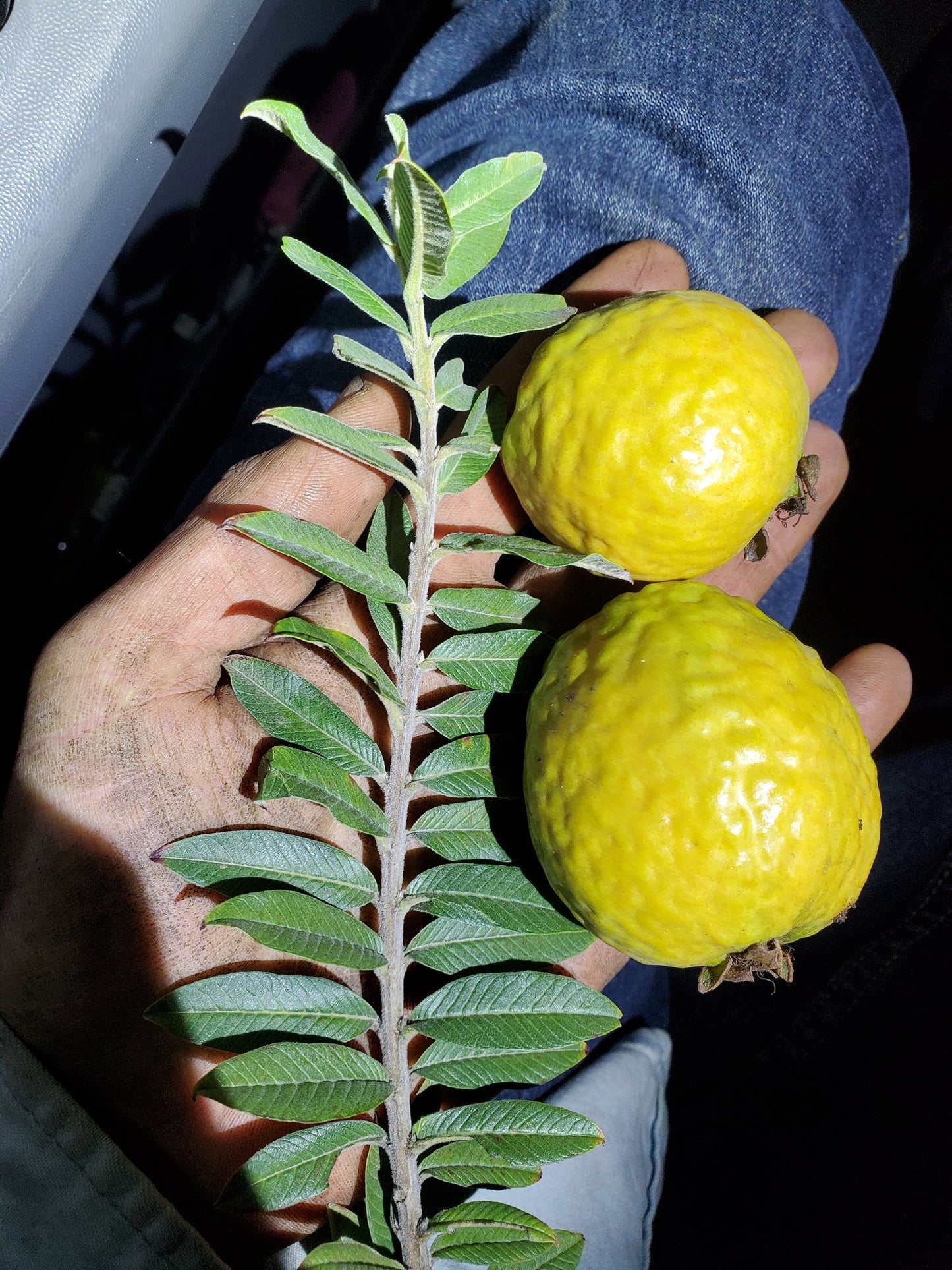 Dwarf Guava Tree