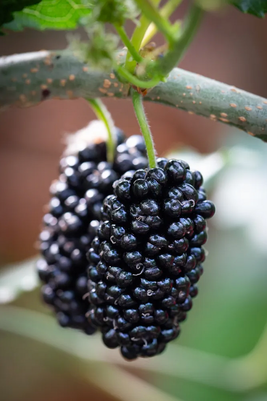 Moolberry How to grow Pakistan mulberry – Florida Plants Nursery